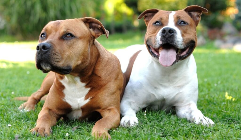 Staffordshire Terrier