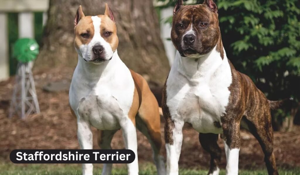 staffordshire terrier